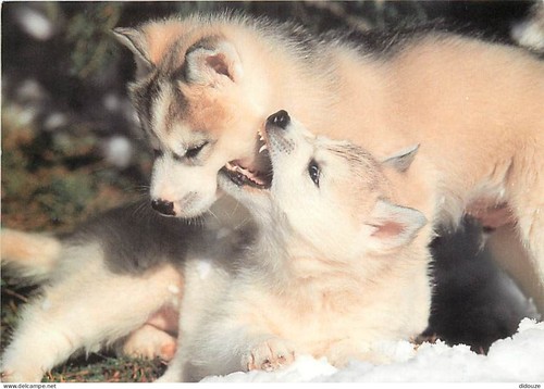 Carte postale animaux - animaux,