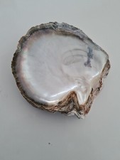 COQUILLAGE ANCIEN HUÎTRE PLATE PERLIERE TAHITI NACRE BRUTE NON POLIE ANCIENNE 