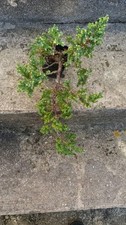 Pré bonsai genévrier de