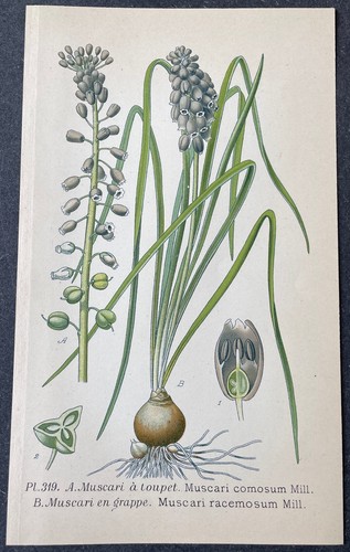 Botanique muscari toupet - botanique,