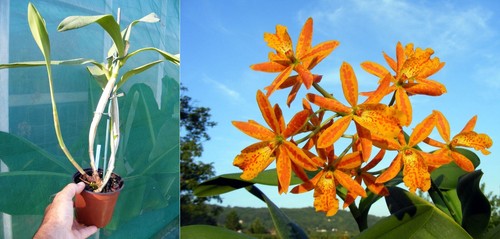 Epicatanthe - , (epicattleya)