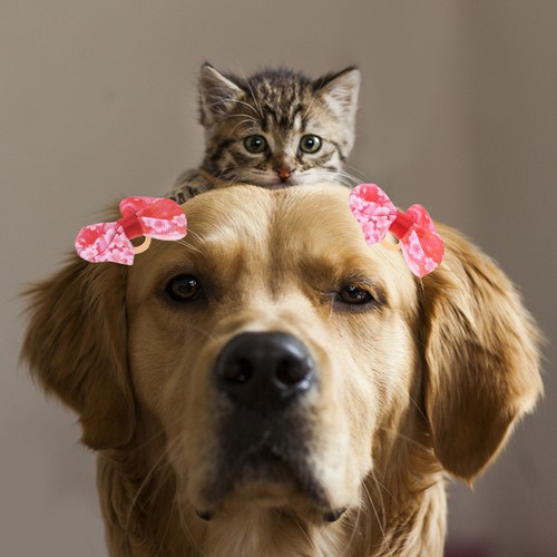 Pcs chien accessoires - pcs,