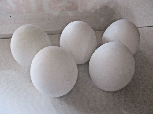 Globes forme oeuf tulipes - ,
