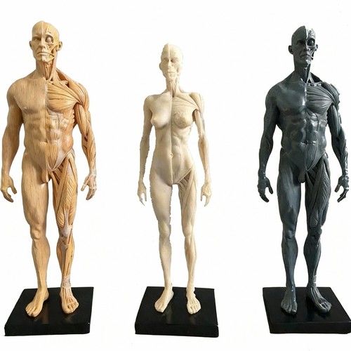 Anatomie anatomique humaine - anatomique,