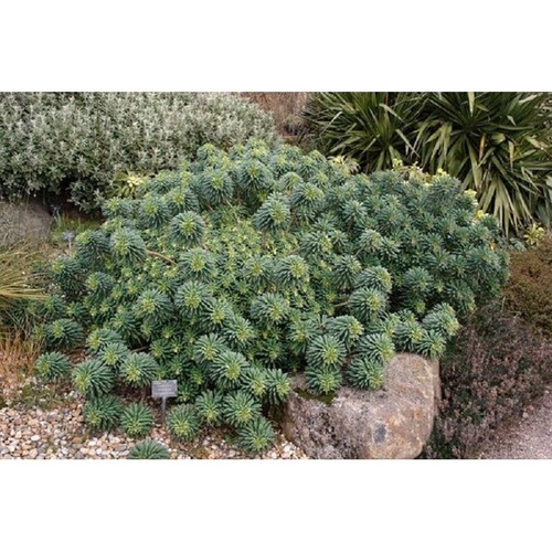 Euphorbia portugese velvet - "portugese, velvet"