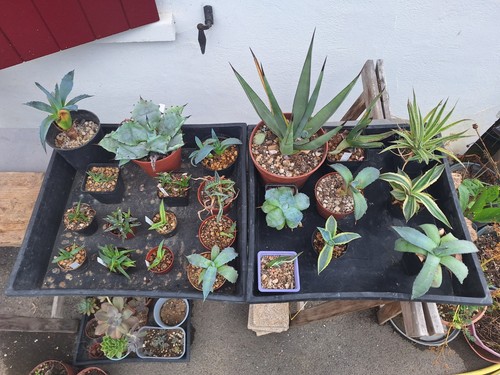 Agave set victoriae - victoriae, reginae