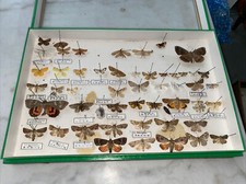 Ancienne Boite D’entomologie Papillons Collection 50 Papillons