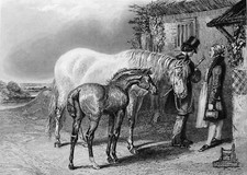 EQUITATION - LORD ANGLAIS près d'un CHEVAL de COURSE et de son POULAIN -Gravure
