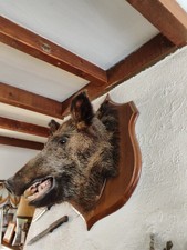 Tête de sanglier empaillée 