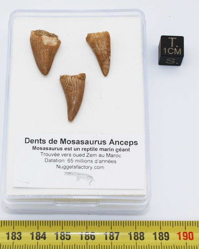 Lot dents de mosasaurus - de, 3