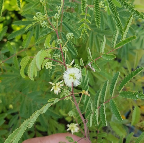 Acacia angustissima var