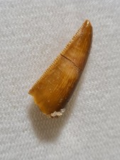 Dent de dinosaure