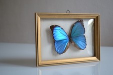 Véritable papillon Morpho bleu naturalisé encadré & sous verre bombé Entomologie