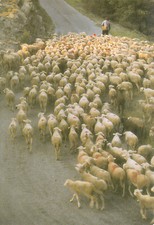 Carte postale 12x17cm LES