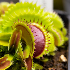 Plante Carnivore - Dionaea