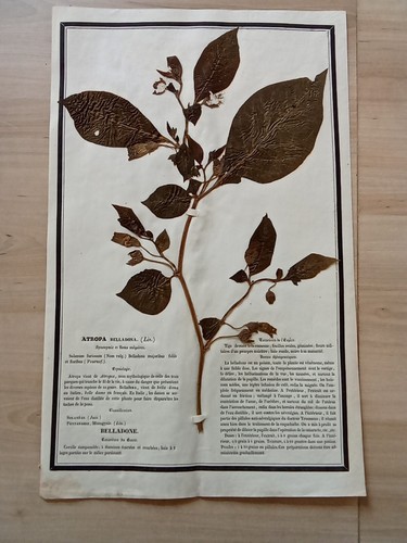 Ancien herbier botanique - herbier,