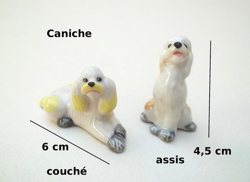 Caniche chien miniature - caniche,, chien,