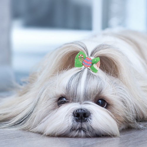 Pcs accessoire pour chien - pour,