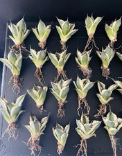10 Pces Agave Titanota