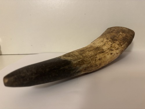 Ancien coffin corne étui pour - corne,