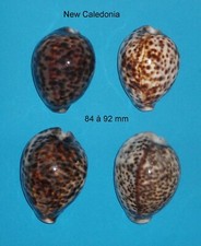 Cypraea   4   Tigris       New Caledonia     84 à 92 mm