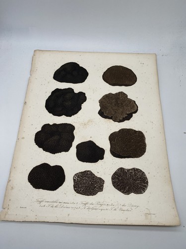 Truffes gravure couleurs - gravure, en