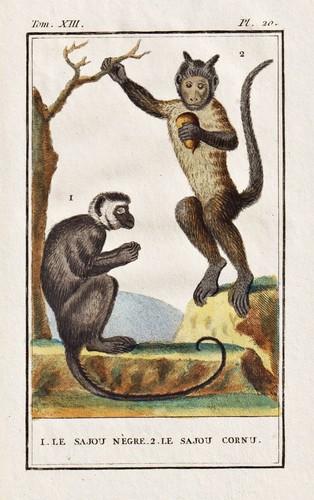 Capucin singe gravure - capucin,