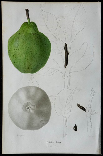 1842 poire douce gravure - 1842,