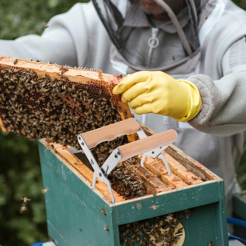 Bees nests box clip - bees,