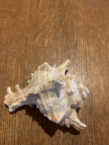 Pro naturel grande coquille - pro,