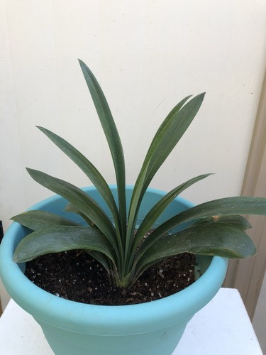 Clivia miniata bush lily - miniata,