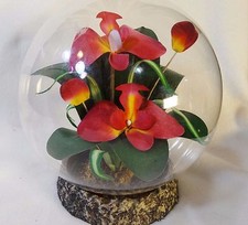Glass Display Dome Cloche