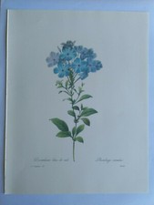 PLANCHE PJ REDOUTÉ PLUS BELLES FLEURS DENTELAIRE BLEU DE CIEL BESSIN