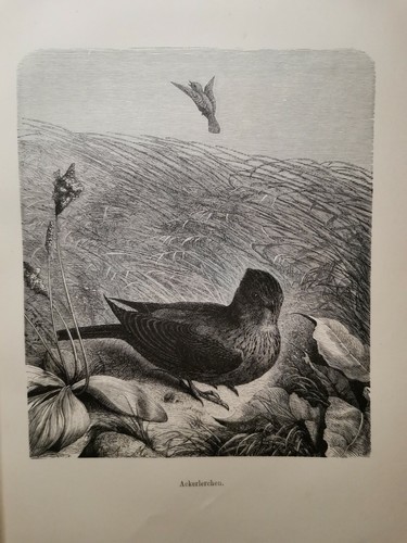 1882 ancienne gravure sur - ancienne,