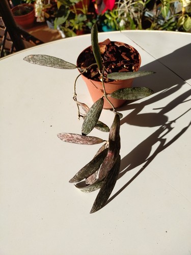 Hoya sagillatis - hoya,