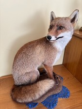 Taxidermie renard, bonne état