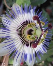 ♫ PASSIFLORE Bleue - Passiflora caerule ♫ Graines ♫ Plante Ornementale Gustative