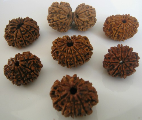 Népalais rudraksha - népalais,
