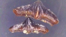 SHARK TOOTH REQUIN - LISSODUS