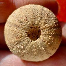 OURSIN FOSSILE JURASSIQUE DE