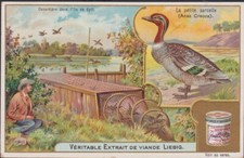 CHROMO ANCIEN LIEBIG-CANARD LA PETITE SARCELLE/CANARDIERE DANS L' ILE DE SYLT
