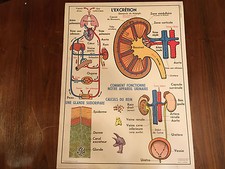 Affiche Vintage Utilisée Réversible L'EXCRÉTION HYGIÈNE ET SECOURISME - Français