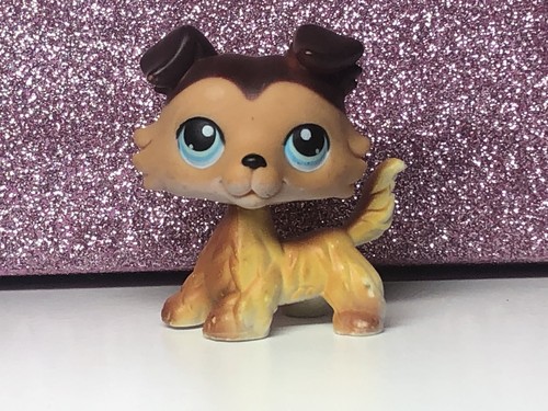 Petshop chien colley - chien,
