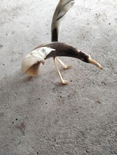 Oiseaux En Corne De Boeuf