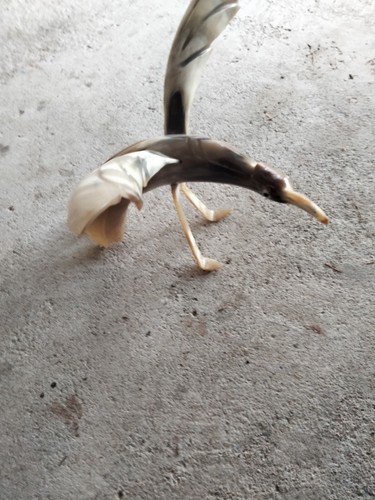 Oiseaux corne boeuf - en,