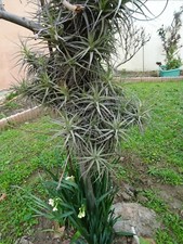 lot épyphites crassulas  aéoniums =30piéces en tout pour patio,jardin ,terrasse 