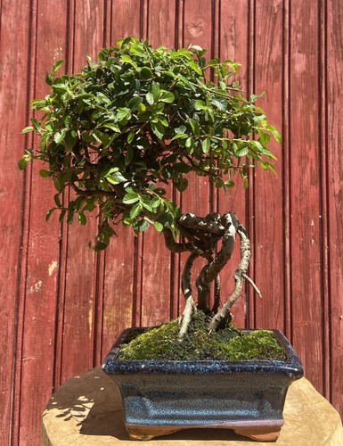Bonsaï orme chine - de, zelkova
