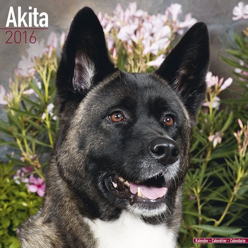 Calendrier 2016 akita inu - calendrier,