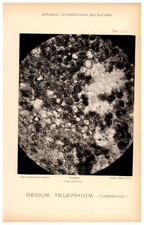 Louis Olivier (atelier Nadar), Photographie Scientifique, Sedum Telephium vintag