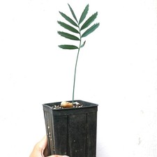 Encephalartos cupidus robusta SEEDLING - Cycade Modjadji | Palmier Modjadji